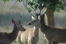 sambar
